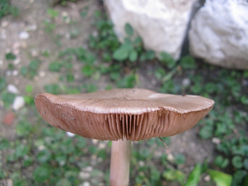 Volvariella gloiocephala