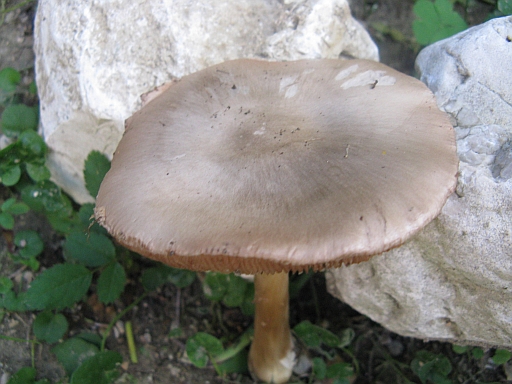Volvariella gloiocephala
