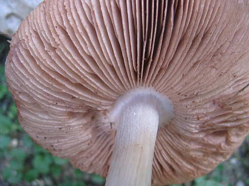 Volvariella gloiocephala