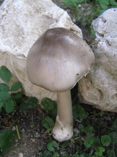 Volvariella gloiocephala