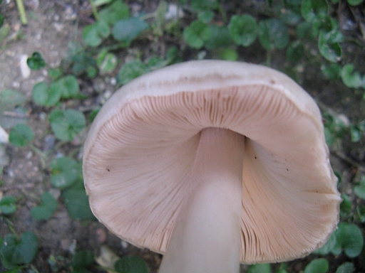 Volvariella gloiocephala