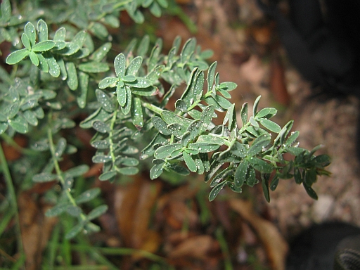 Hypericum perforatum