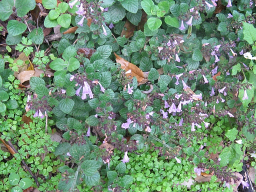 Labiata da determinare - Calamintha cfr. nepeta
