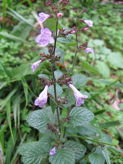 Labiata da determinare - Calamintha cfr. nepeta