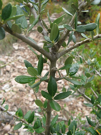 Olea europaea var. sylvestris - Olivo selvatico