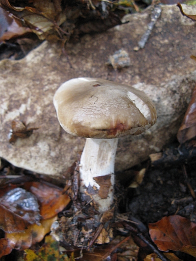 da determinare (cfr. Clitocybe nebularis)