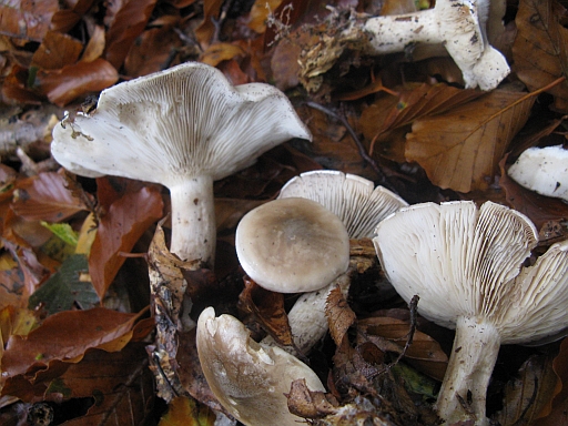 Clitocybe nebularis