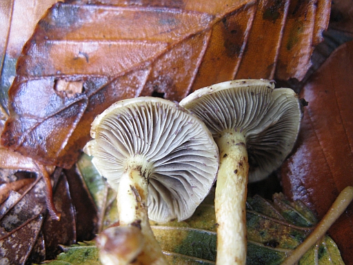Hypholoma fasciculare