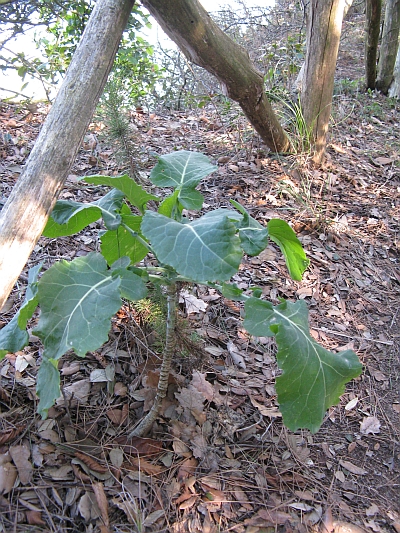Brassicacea? Se si, quale?
