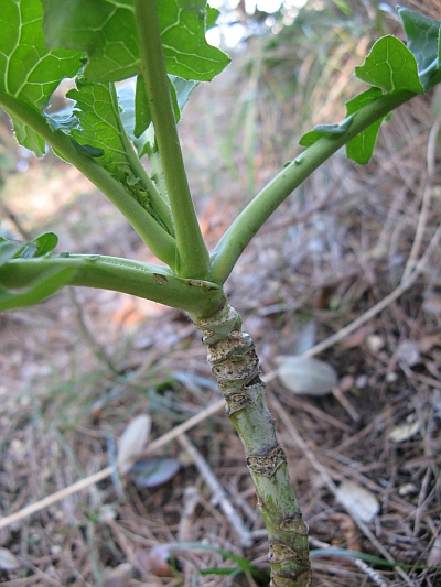 Brassicacea? Se si, quale?