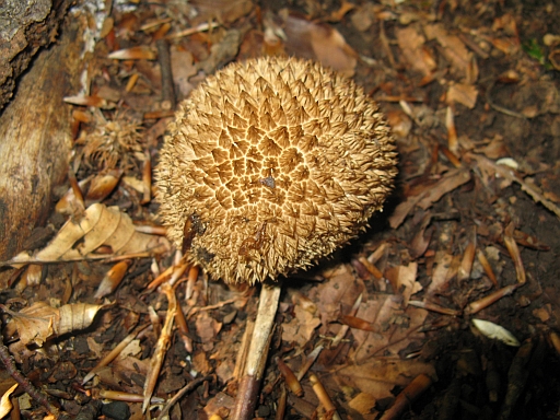 Lycoperdon echinatum