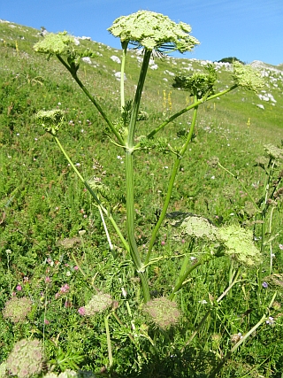 quale ombrellifera? - cfr. Seseli libanotis