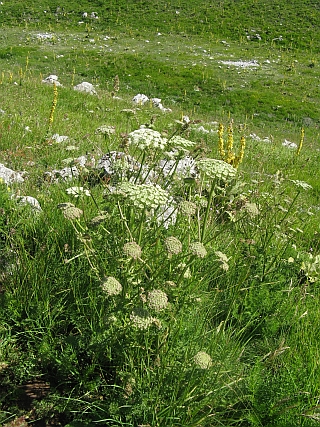 quale ombrellifera? - cfr. Seseli libanotis