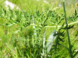 quale ombrellifera? - cfr. Seseli libanotis