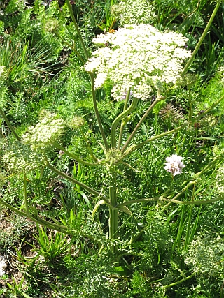 quale ombrellifera? - cfr. Seseli libanotis