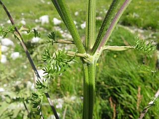 quale ombrellifera? - cfr. Seseli libanotis