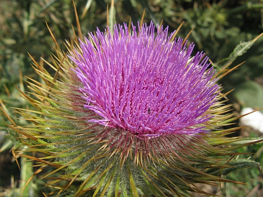Quale Carduus? - Cirsium cfr morisianum