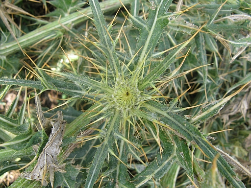 Quale Carduus? - Cirsium cfr morisianum