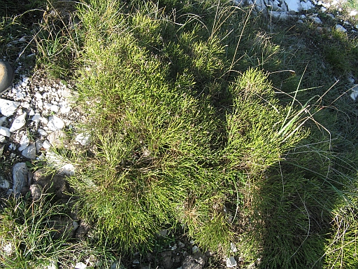 Genista radiata / Ginestra stellata