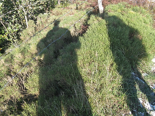 Genista radiata / Ginestra stellata