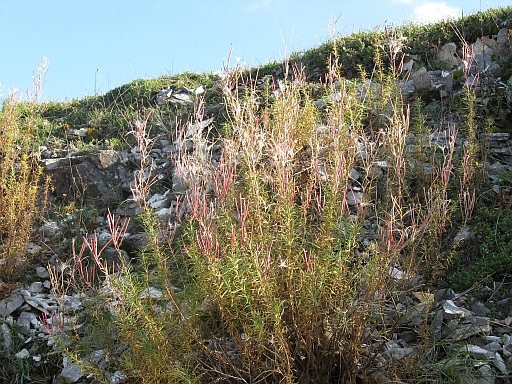 Chamaenerion dodonaei (ex Epilobium dodonaei)/ Garofanino di Dodonaeus