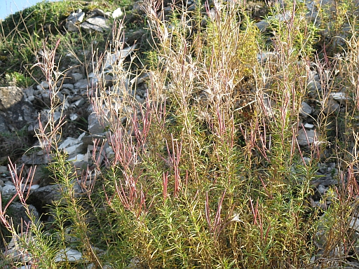 Chamaenerion dodonaei (ex Epilobium dodonaei)/ Garofanino di Dodonaeus
