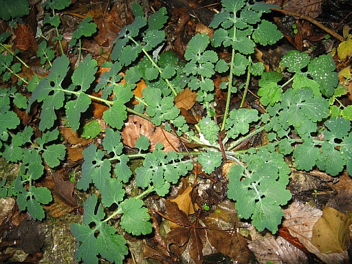 Chelidonium majus