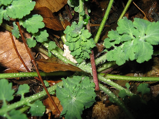 Chelidonium majus
