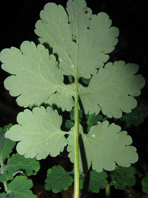 Chelidonium majus