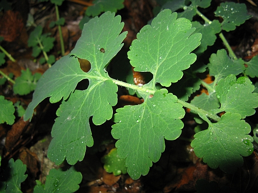 Chelidonium majus