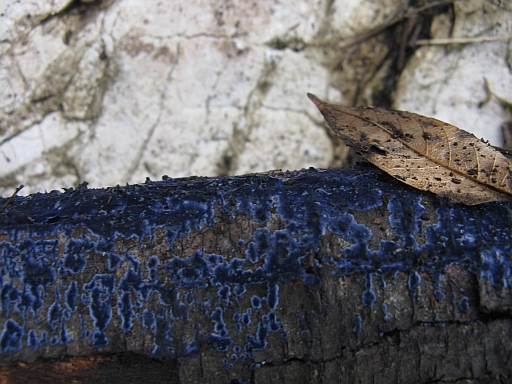 Muschio? Lichene? Ascomicete? (Terana caerulea)