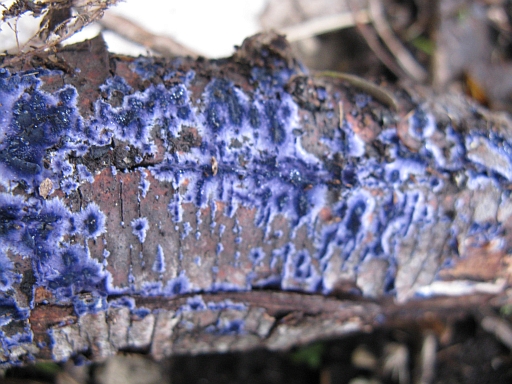 Muschio? Lichene? Ascomicete? (Terana caerulea)