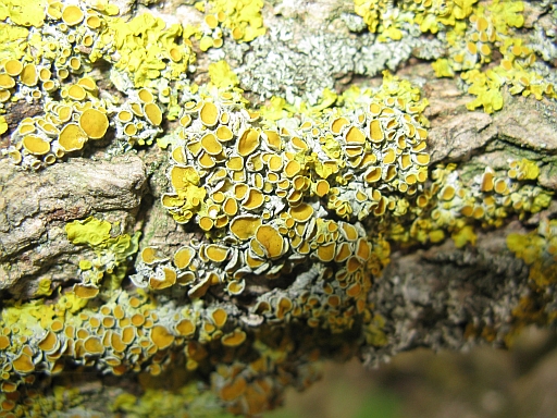Xanthoria parietina - Quale ascomicete? no  un Lichene
