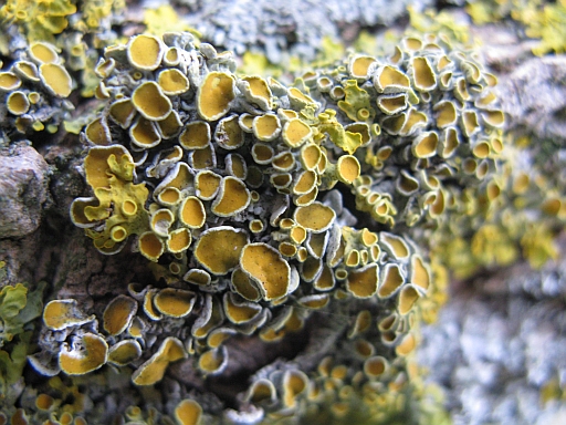 Xanthoria parietina - Quale ascomicete? no  un Lichene