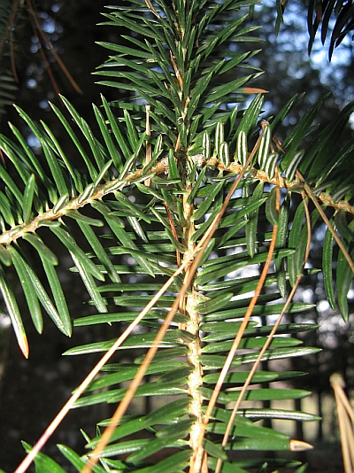 Abies cephalonica