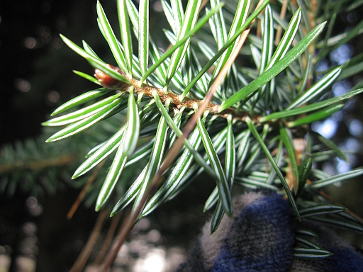 Abies cephalonica