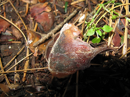 Abies cephalonica