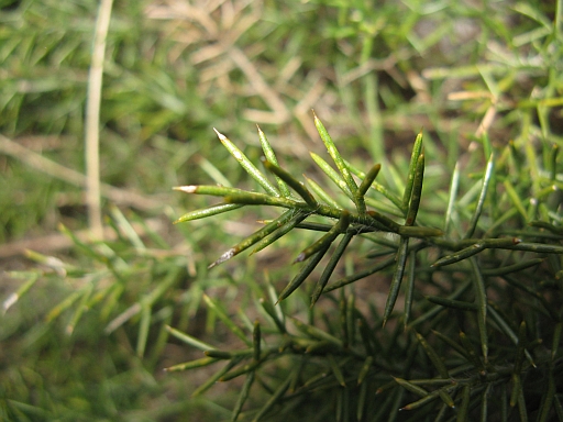 non ricordo cos''�...- Asparagus sp.