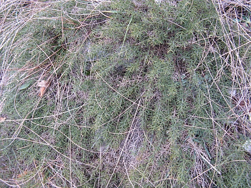 non ricordo cos''�...- Asparagus sp.