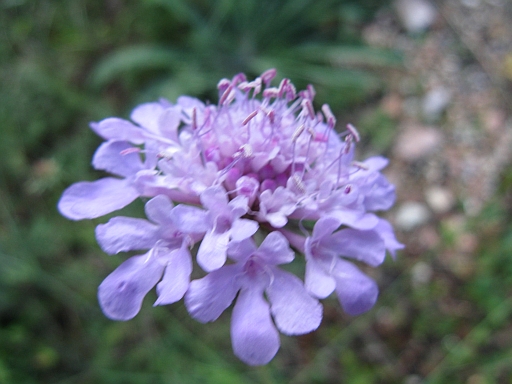 Knautia arvensis? - no, Scabiosa sp.