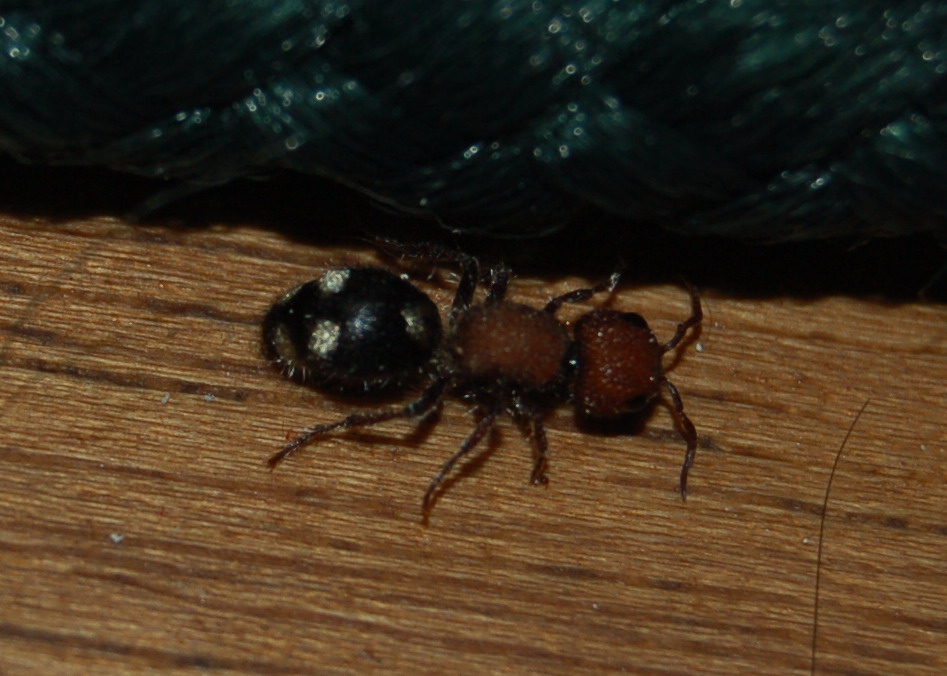 Strana Formica....forse; no, Mutilla quinquemaculata