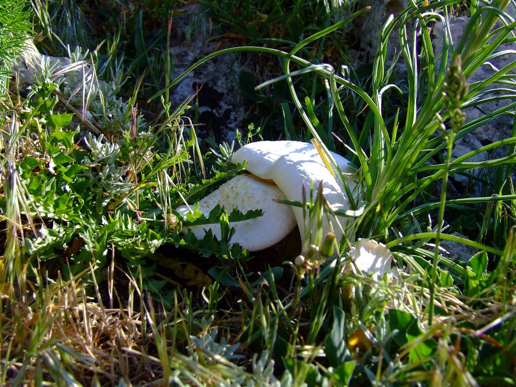 Pleurotus nebrodensis (fungo di basilisco)