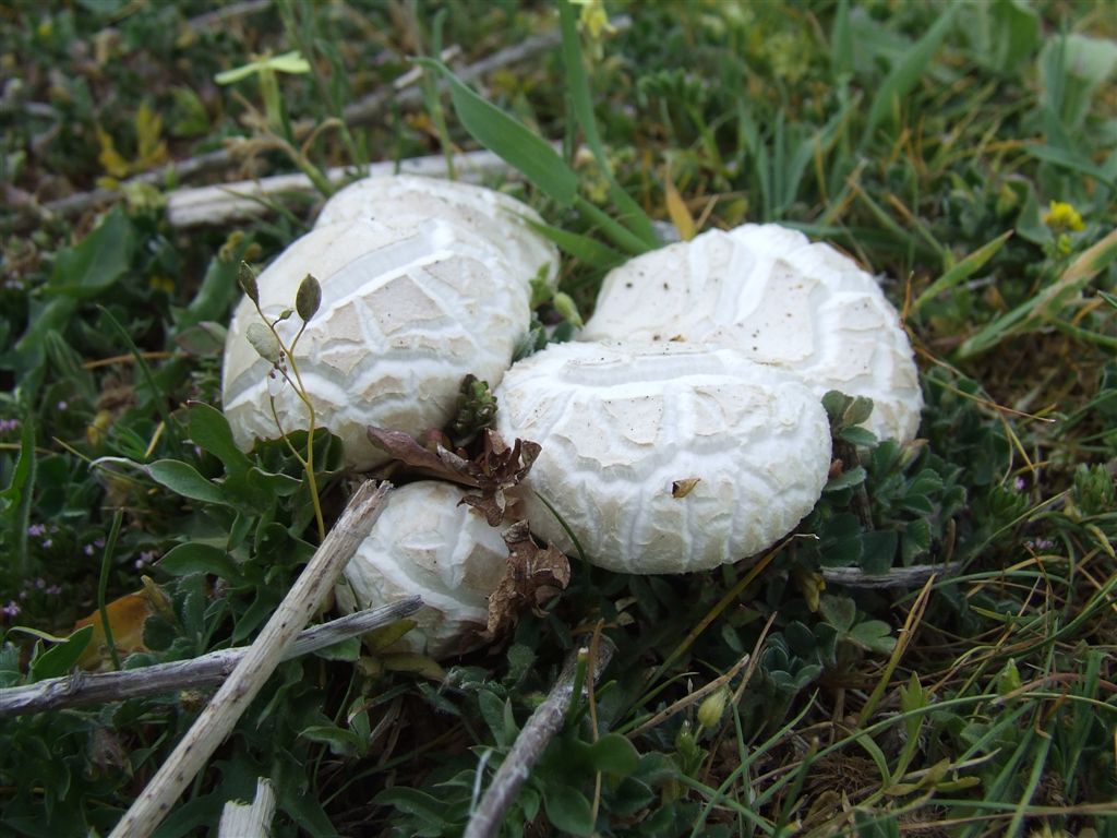 Pleurotus nebrodensis (fungo di basilisco)