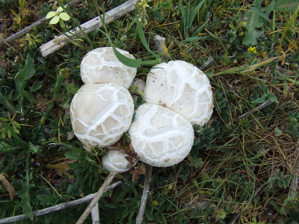 Pleurotus nebrodensis (fungo di basilisco)