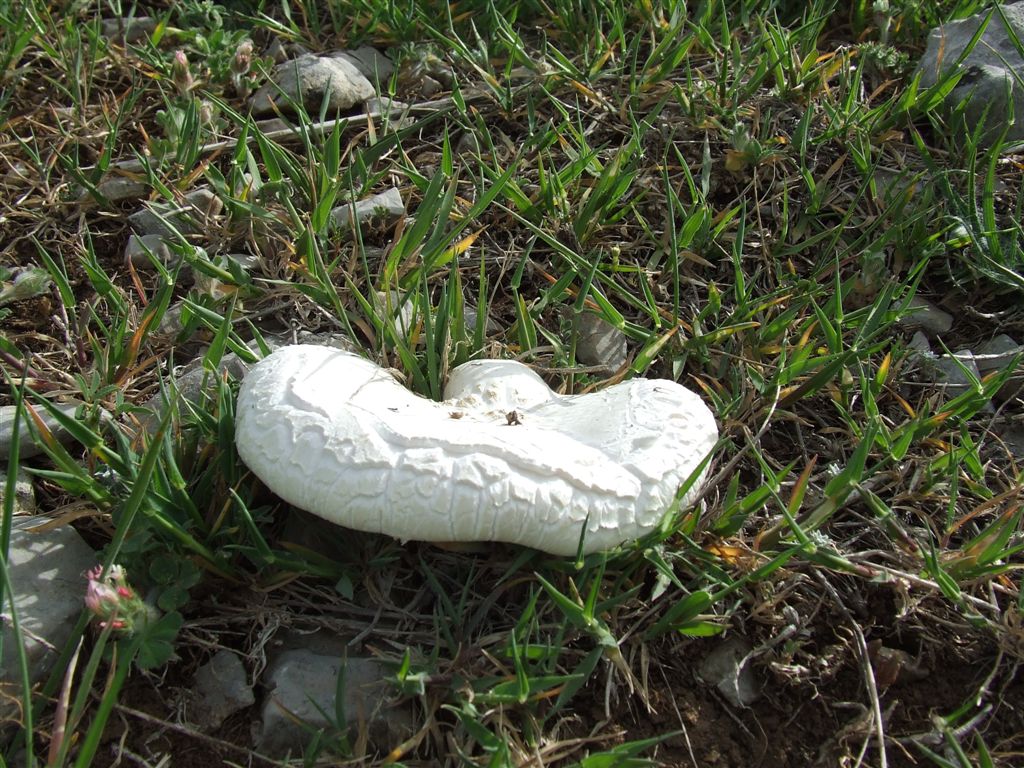 Pleurotus nebrodensis (fungo di basilisco)