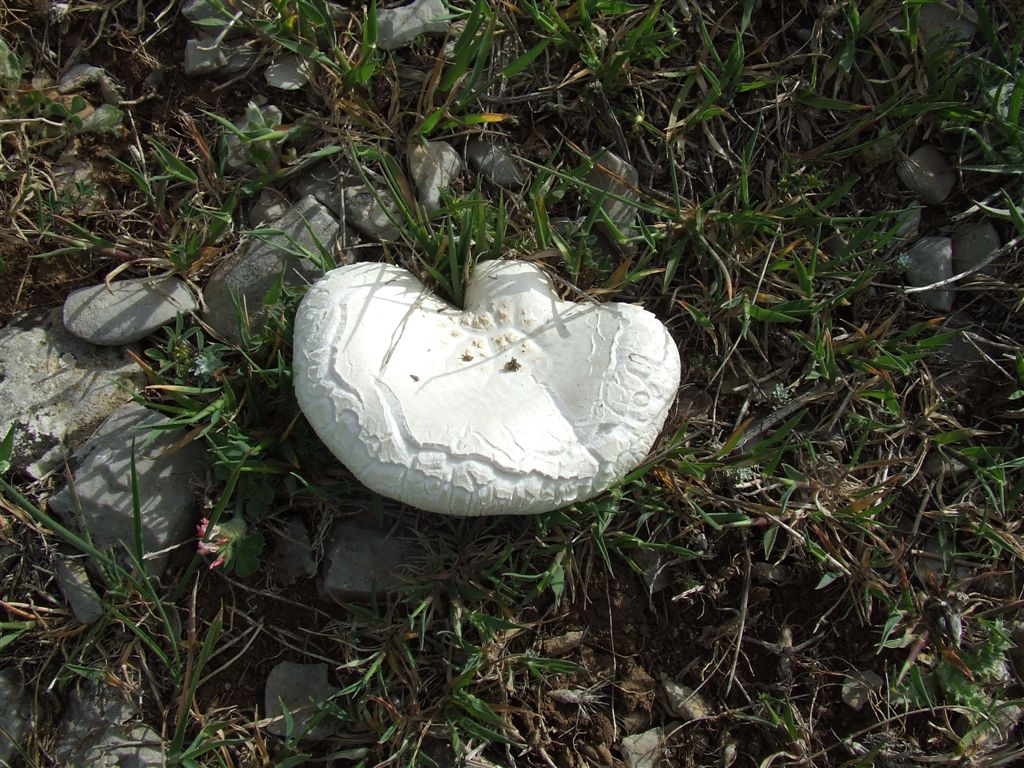 Pleurotus nebrodensis (fungo di basilisco)