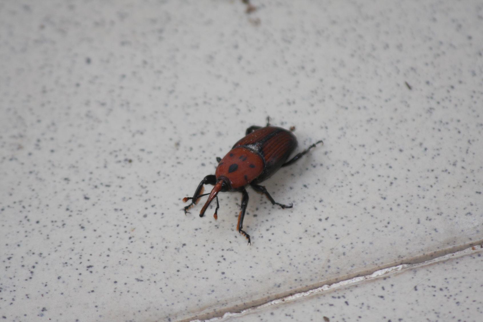 Lixus paraplecticus ? No, Rhynchophorus ferrugineus e Aclees taiwanensis