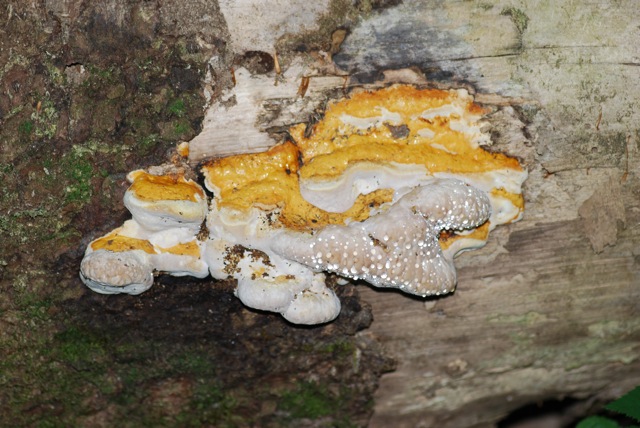 Una richiesta di identificazione