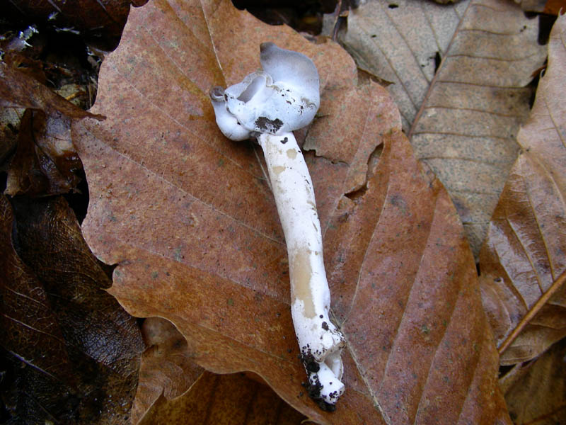Helvella elastica 21.11.08