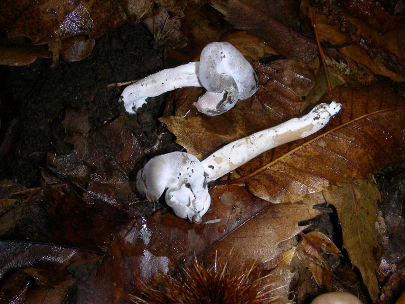 Helvella elastica 21.11.08